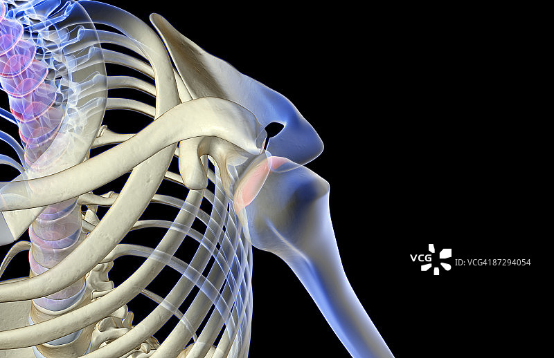 肩部骨骼图片素材