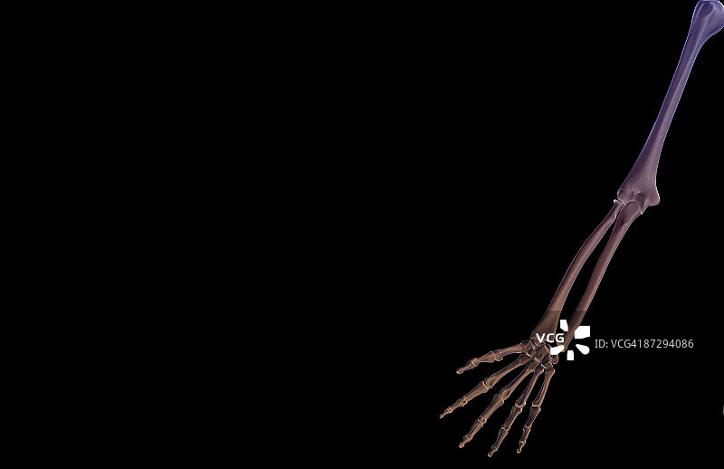 上肢骨骼图片素材