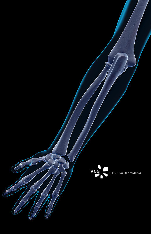 前臂骨骼图片素材