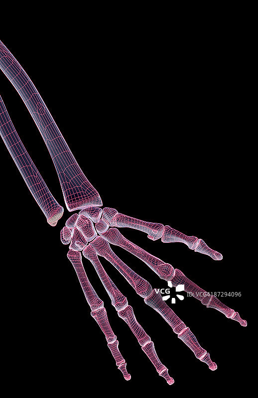 手的骨骼图片素材