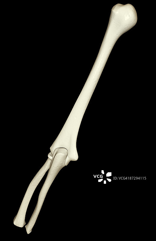 手臂的骨骼图片素材