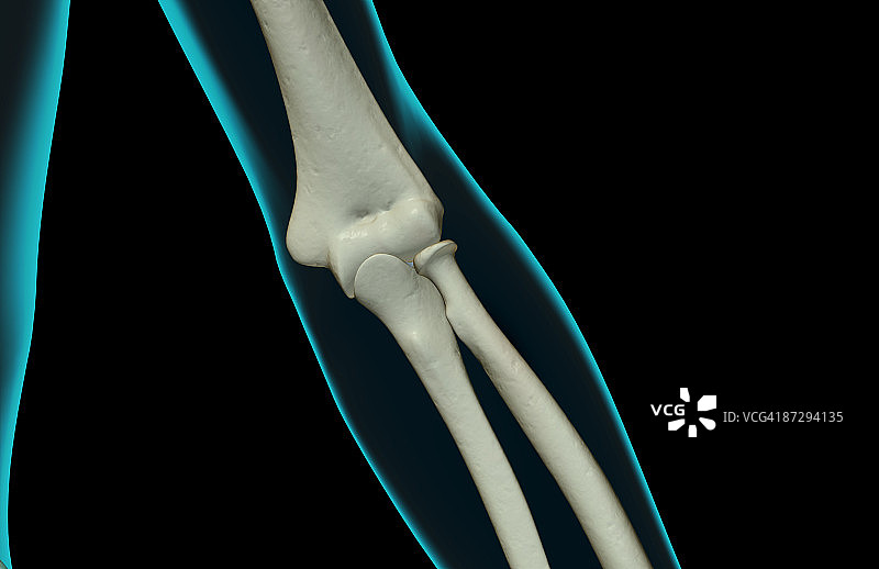 肘部骨骼图片素材
