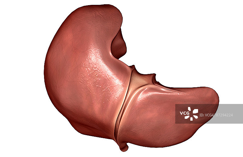 肝脏图片素材