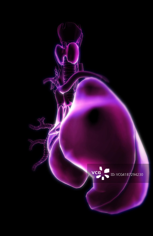 心脏与呼吸系统图片素材