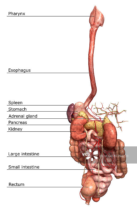 消化系统图片素材