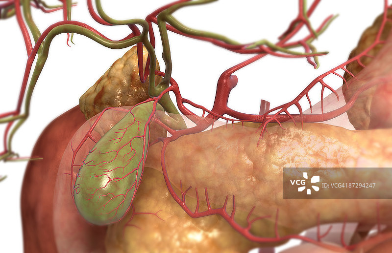 辅助消化器官图片素材