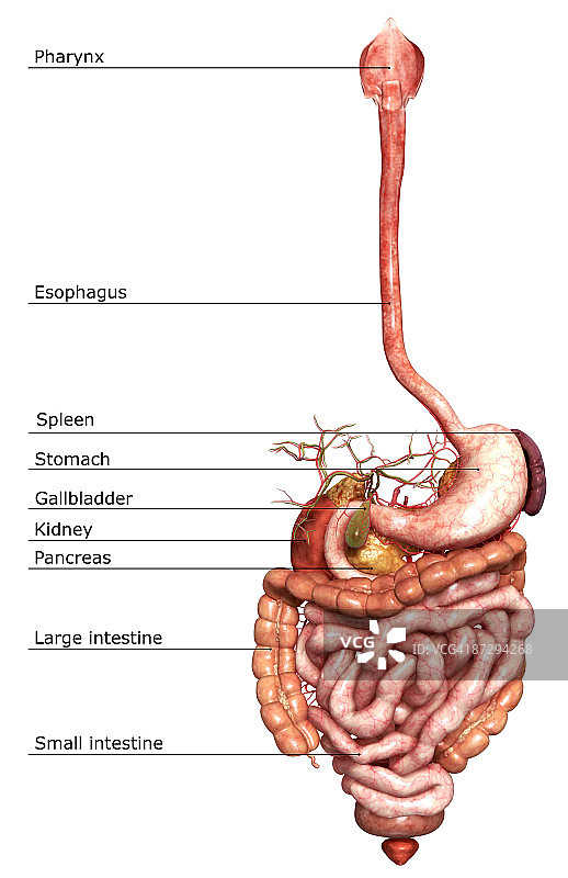 消化系统图片素材
