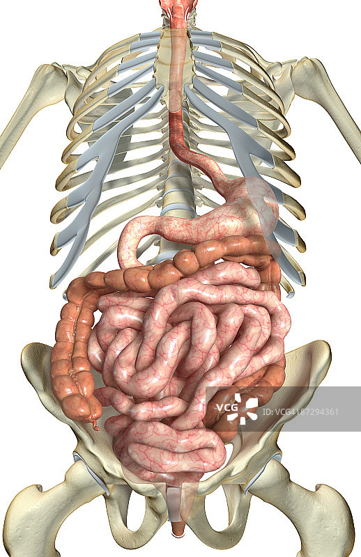 消化系统图片素材