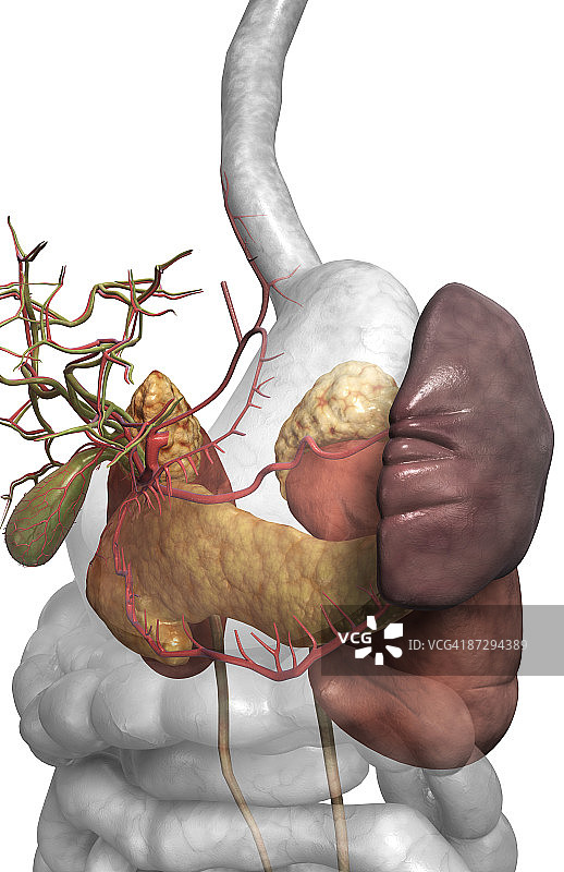 辅助消化器官图片素材