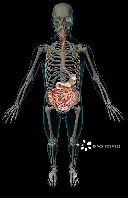 消化系统图片素材