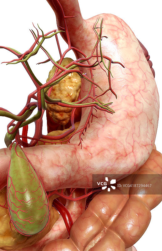 消化系统图片素材