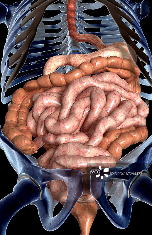 消化系统图片素材