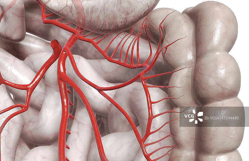 肠系膜动脉图片素材