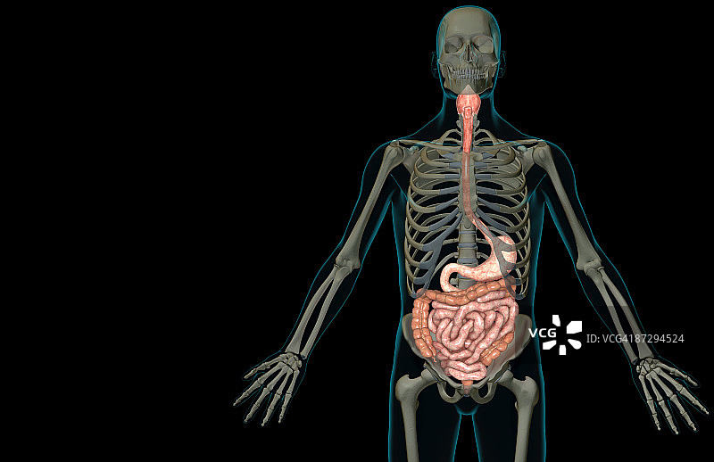 消化系统图片素材