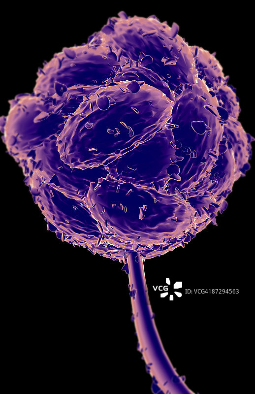 葡萄穗霉图片素材