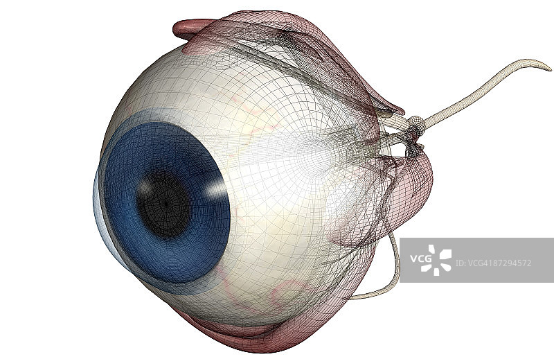 眼睛肌肉图片素材