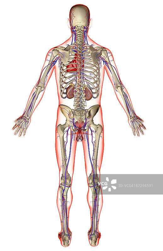 泌尿系统和血管系统图片素材