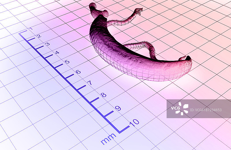 血吸虫图片素材