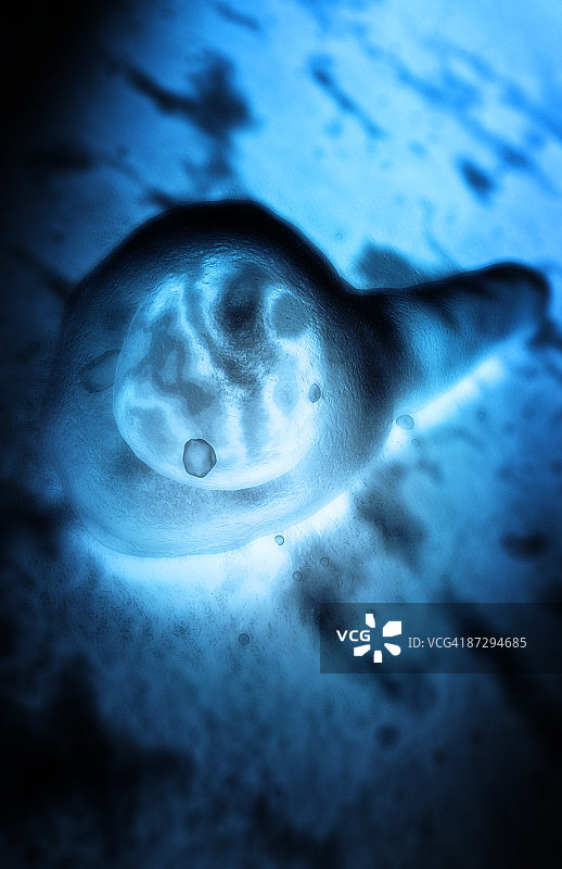 破伤风杆菌图片素材