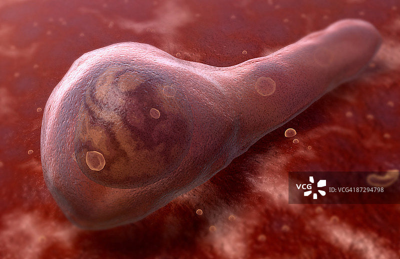 破伤风杆菌图片素材