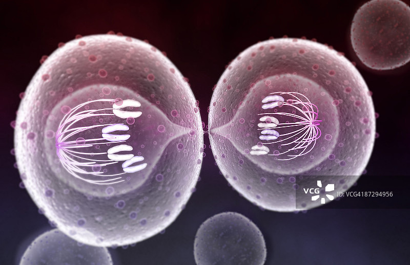 有丝分裂图片素材