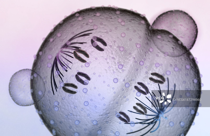 有丝分裂图片素材