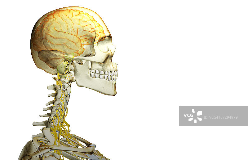 头颈部的神经分布图片素材