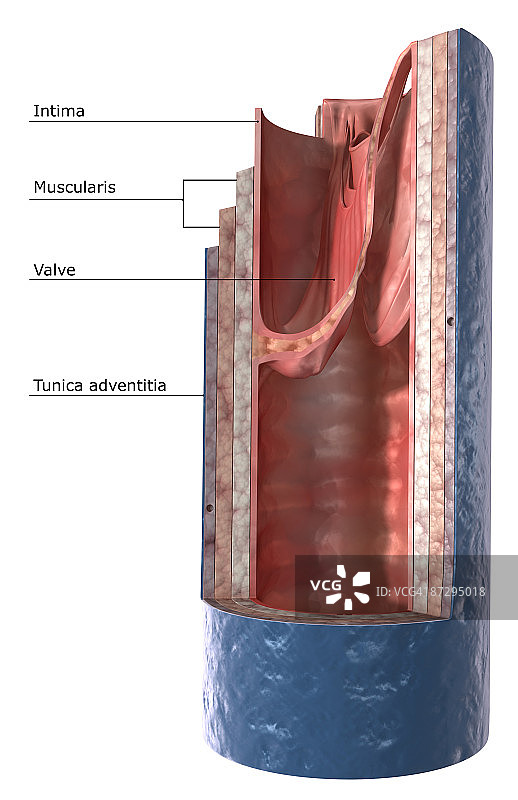 静脉壁结构图片素材