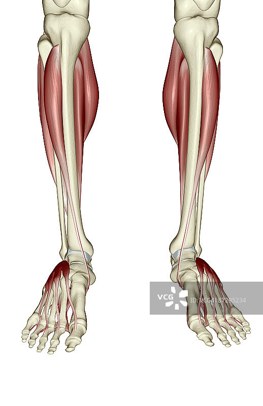 小腿和足部的肌肉图片素材