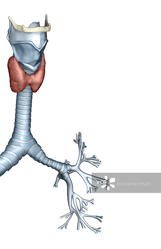 支气管图片素材