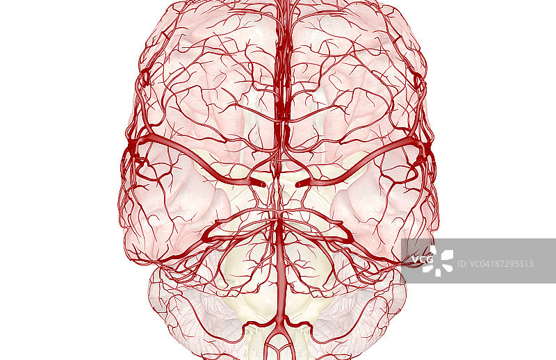 威利斯环图片素材