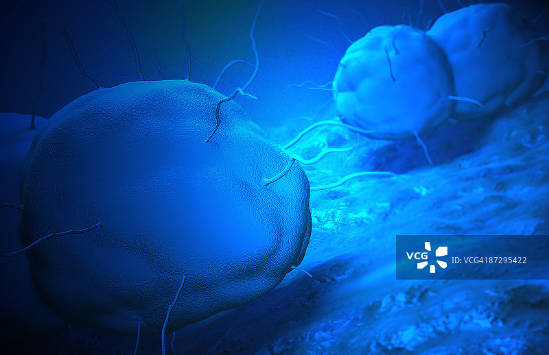 淋病奈瑟菌图片素材