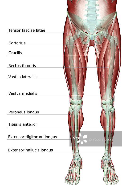 下半身的肌肉骨骼图片素材