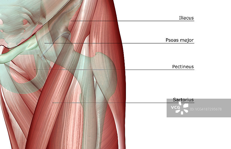 髋部的肌肉骨骼图片素材