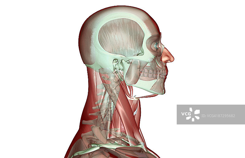 头部和颈部的肌肉骨骼图片素材