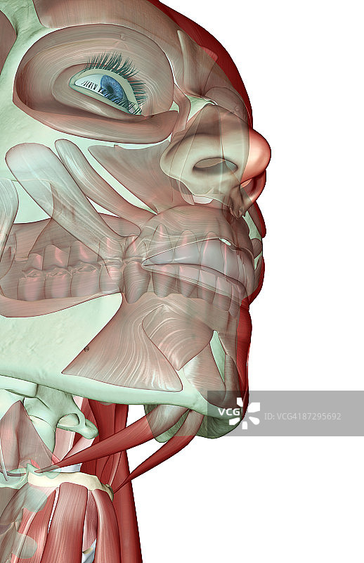颌骨的肌肉骨骼图片素材