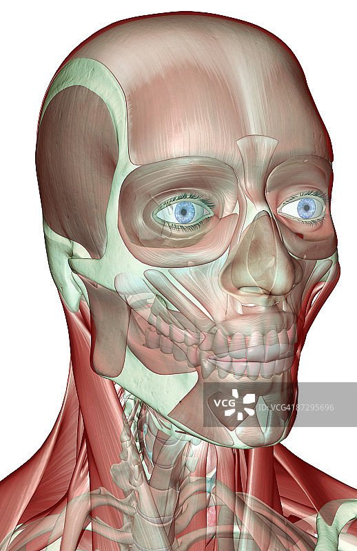 头部和颈部的肌肉骨骼图片素材