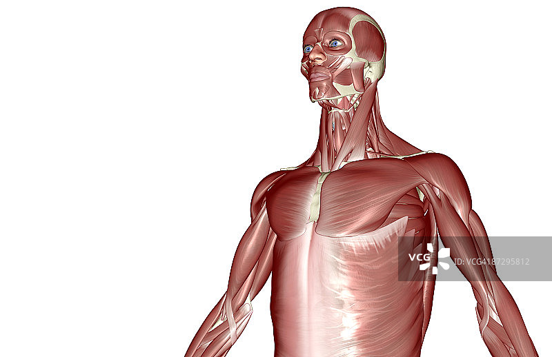 上半身肌肉图片素材