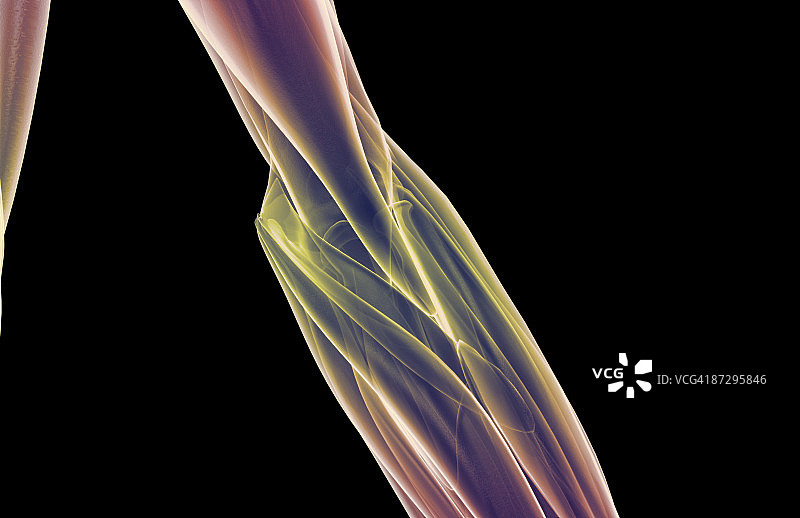 肘部肌肉图片素材