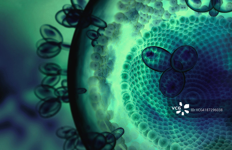 艾滋病毒的结构图片素材