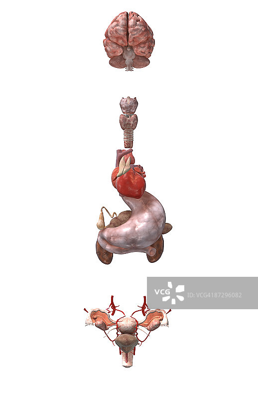 女性内分泌系统图片素材