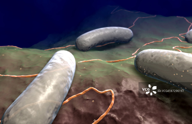 沙门氏菌图片素材