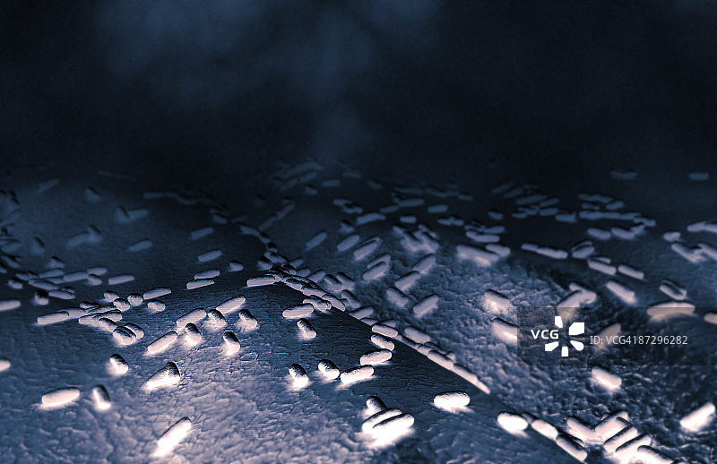 杆状细菌图片素材