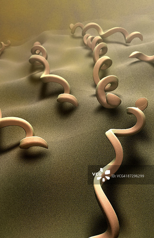 梅毒螺旋体图片素材