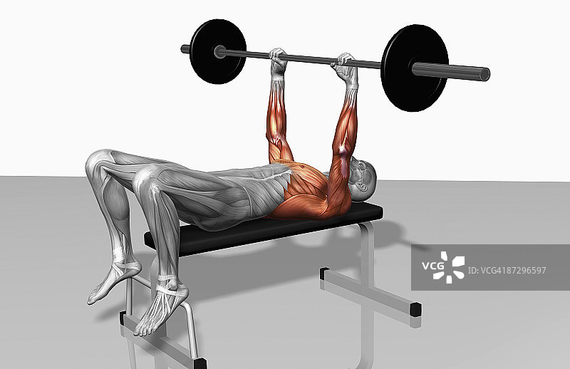 杠铃仰卧臂屈伸（1/2）图片素材