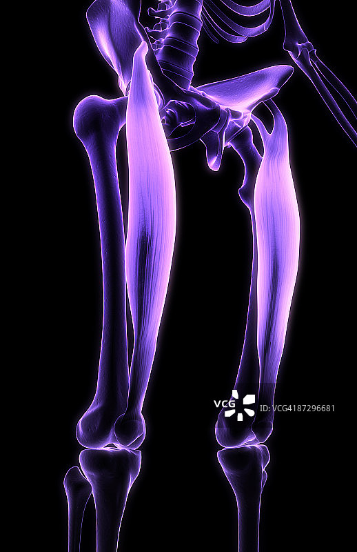 股直肌图片素材