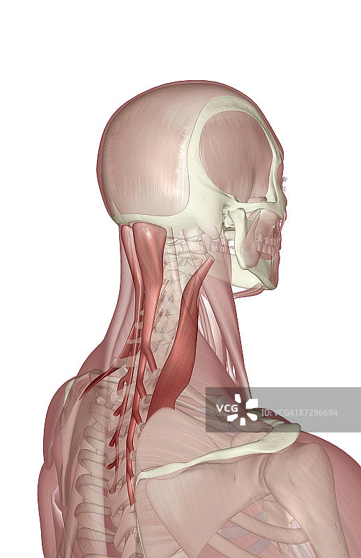 颈部肌肉图片素材