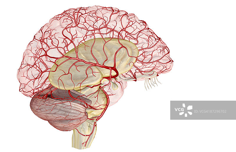 大脑动脉图片素材