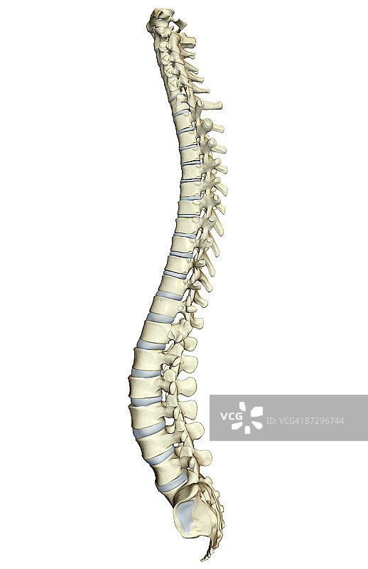 脊柱图片素材