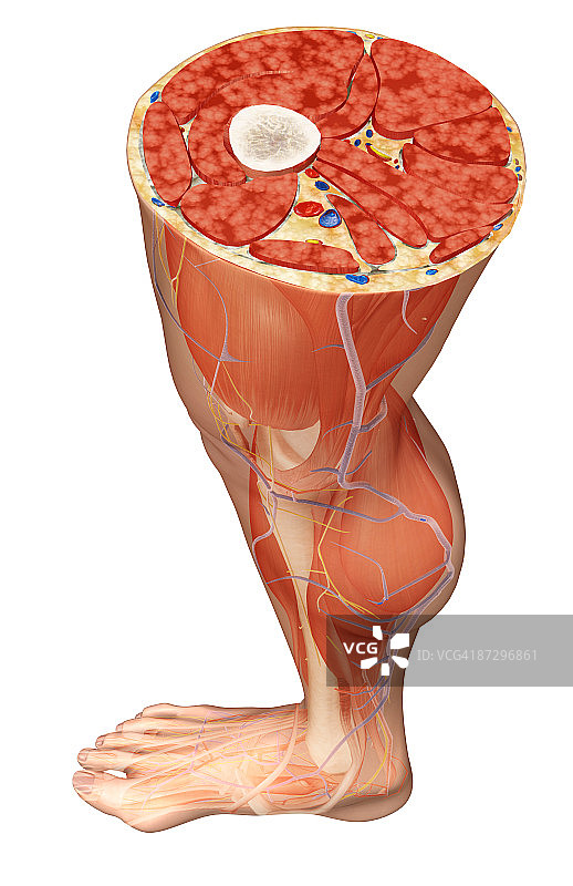 大腿横截面图片素材